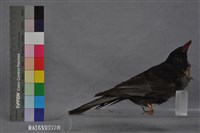 藏品(紅嘴黑鵯)的圖片